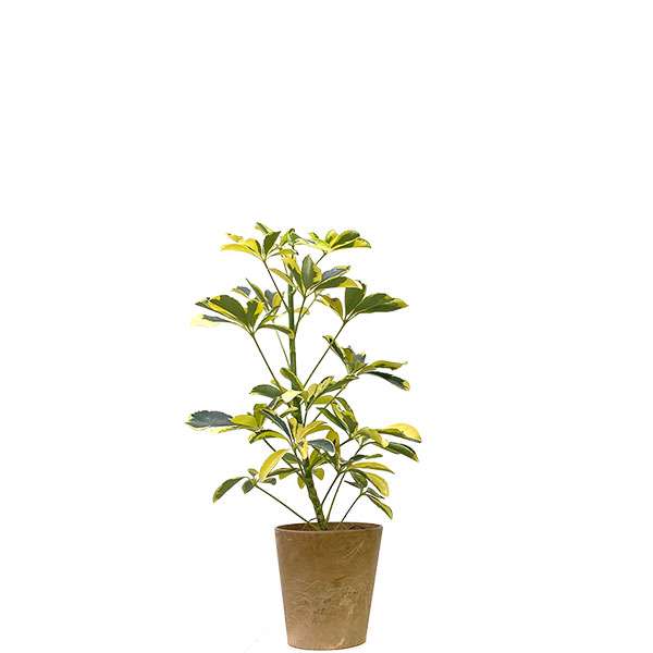 観葉植物Sサイズ